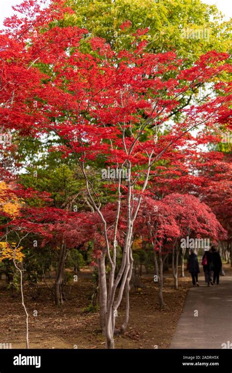 Japanese Fall Foliage Stock Photo - Alamy