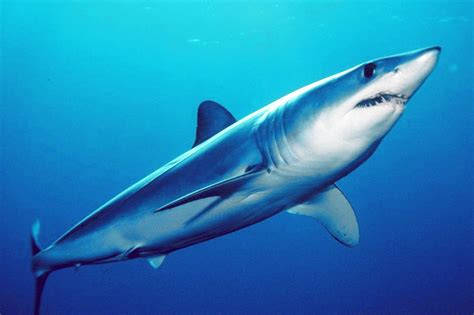 Shortfin mako shark - Wikipedia