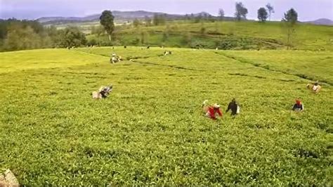 Agricultural Development: Enhancing Agricultural Products in Ethiopia