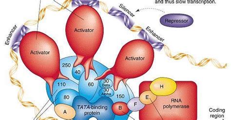 Plant Life: Gene Regulation