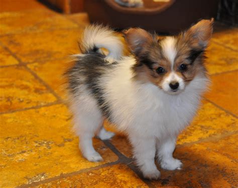 Road's End Papillons : 10 Week old Papillon Puppy