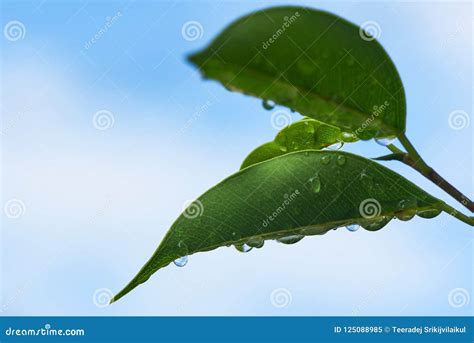 Raindrops on Green Leaves on Blue Sky Background Stock Image - Image of ...