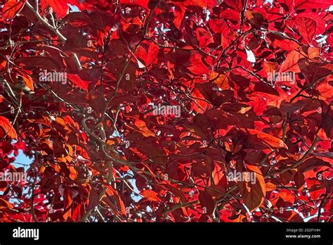 red leaves of plum tree Stock Photo - Alamy