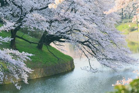 My favorite cherry tree. 千鳥ヶ淵 Computer Wallpapers, Desktop Backgrounds | 5760x3840 | ID:593157