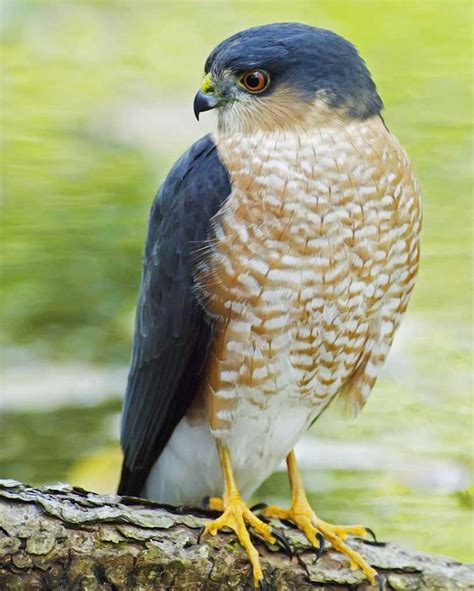 Sharp-shinned Hawk | Sharp shinned hawk, Hawk photos, Audubon society