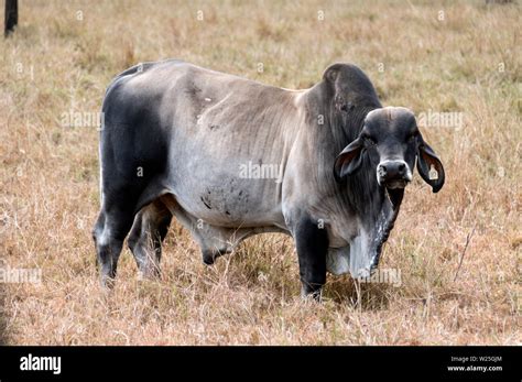 Brahman cattle australia hi-res stock photography and images - Alamy