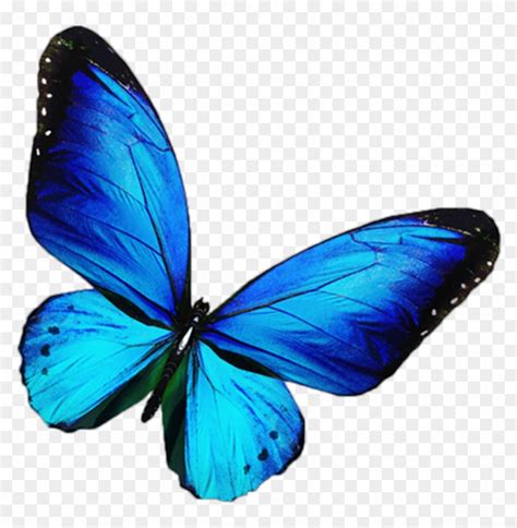 #butterfly #mariposa #tumblr #blue - Pink And Black Butterflies Clipart (#2591078) - PikPng