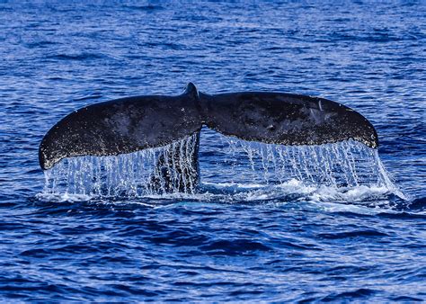 Humpback Whale Tail Fluke During Deep Dive Photograph by Puget Exposure