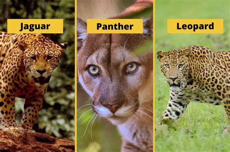 What Is Difference Between Cheetah Leopard And Jaguar? | PeepsBurgh.Com