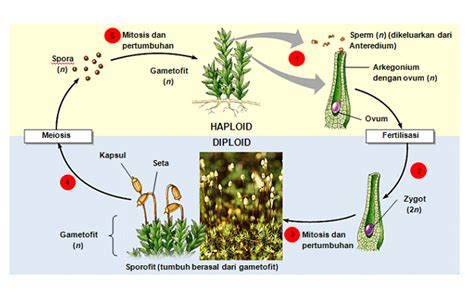 Daur Hidup Tumbuhan Lumut | Materi Pelajaran Biologi