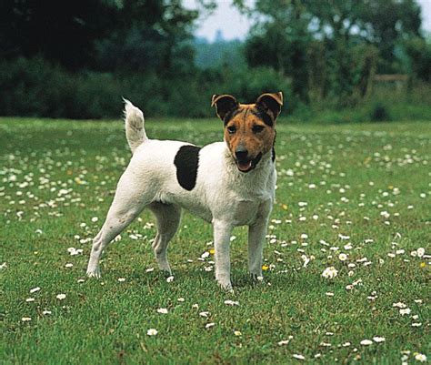 Jack Russell Terrier | Description & Facts | Britannica