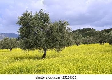 6,247 Olive Trees Israel Images, Stock Photos & Vectors | Shutterstock