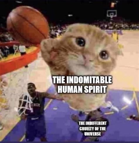 cat meme : r/Absurdism