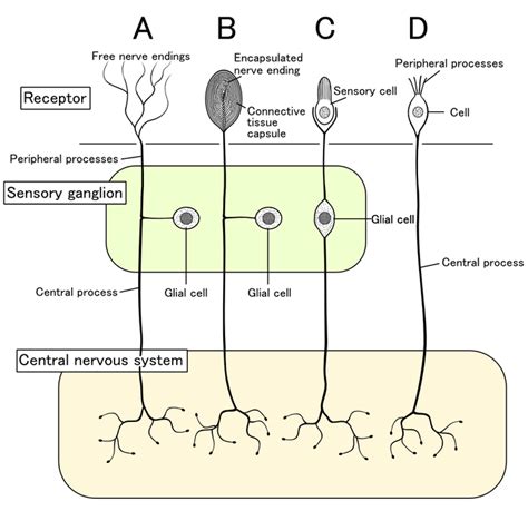 36.4: Somatosensation - Integration of Signals from Mechanoreceptors ...