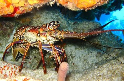 Lobster - Description, Habitat, Image, Diet, and Interesting Facts