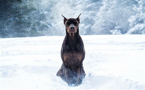 Doberman Wallpaper (55+ pictures) - WallpaperSet