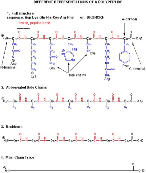 BC Online: 2A - Amino Acids | Macromolecules, Peptide bond, Biochemistry