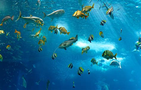 Wallpaper sea, the ocean, fish, under water, underwater, sea, ocean, fish images for desktop ...