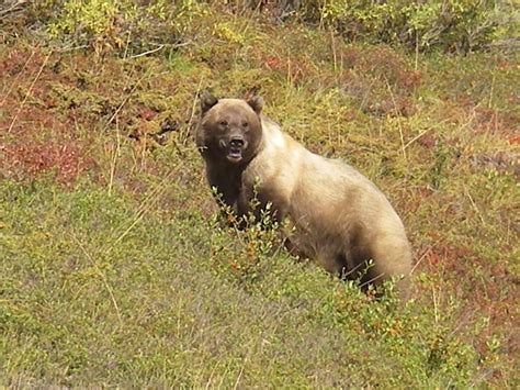 Can You See Polar Bears in Alaska? 2024 Guide