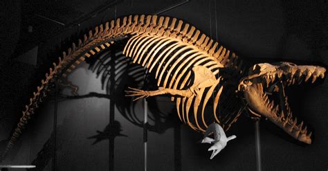 A skeleton of a Dorudon, an ancient whale : r/megalophobia