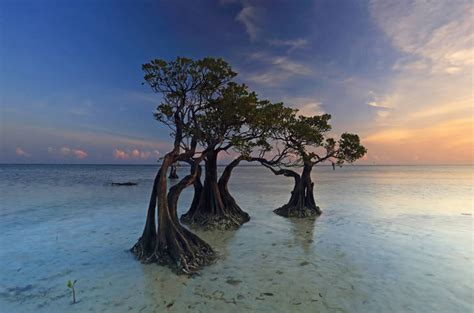 The Dancing Mangrove Trees of Sumba Island