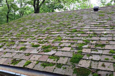 Removing Mold from Your Roof by a Roofing Contractor Dallas TX ...