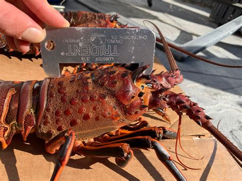 Southern California Spiny Rock Lobster Season Opener – Lost Winds Dive Shop