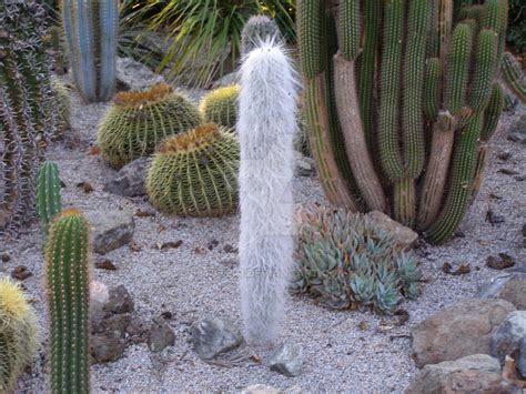 Old man cactus by Jetster1 on DeviantArt