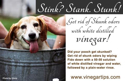 Get rid of stinky skunk smells with all-natural vinegar! Safe for your pet and better for your ...