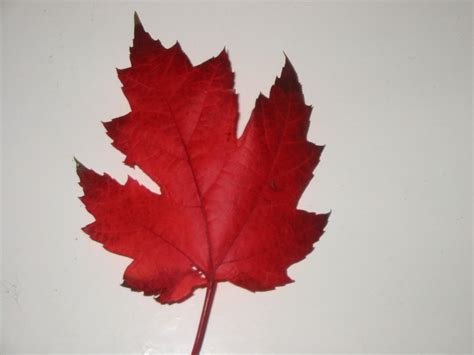 Red Maple Leaf - Wallpaper, High Definition, High Quality, Widescreen