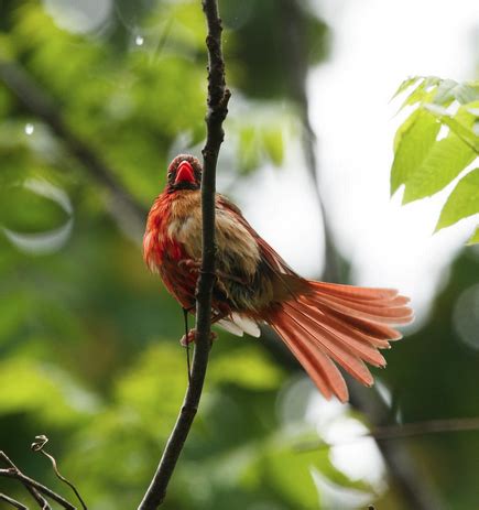 A bilateral gynandromorph Northern Cardinal at Bynum Bridge, Pittsboro ...