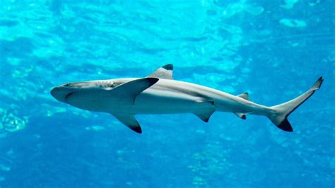 Species Profile: The Spinner Shark - We Love Sharks!