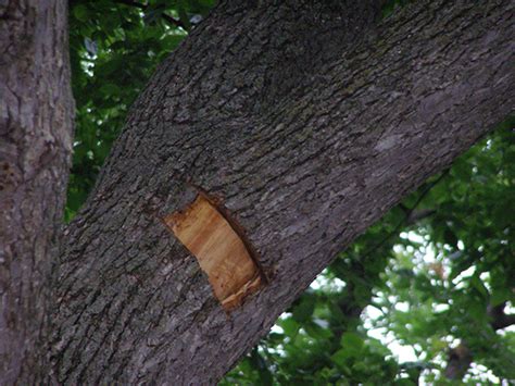 Dutch elm disease | UMN Extension