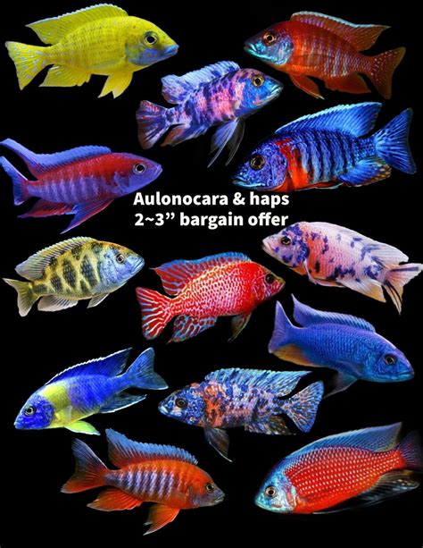 Six X Malawi Cichlids Assorted Haps & Peacocks 6-7 Cm Young Adults X 6 ...