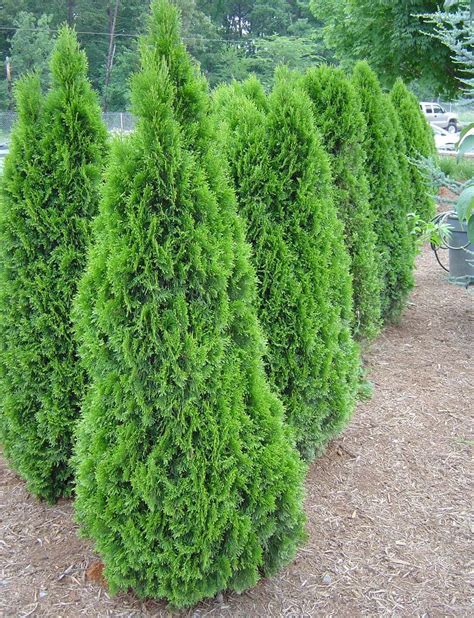 Emerald Green Arborvitae | Circle City Trees