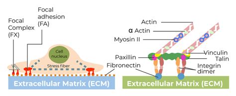 Structure and Function of Focal Adhesion