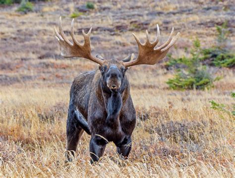 8 Marvelous Facts About Moose