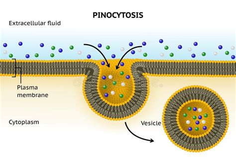 Pinocytosis Trasporto Delle Cellule Immagine Stock - Immagine di membrana, extracellulare: 152844197