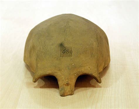 Cast of ancient skull of Bede, the ‘Father of English history', found ...