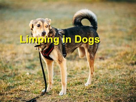 Limping in Dogs - Emergency Animal Care Braselton