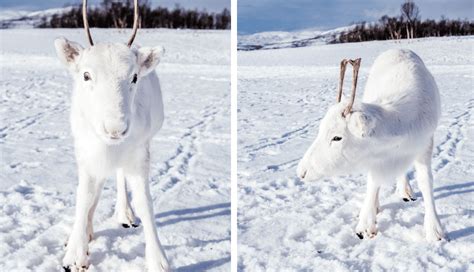 photographer captures a very rare white baby reindeer (6 Pics).