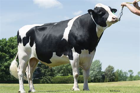 Cattle breeding for better disease management - Dairy Global