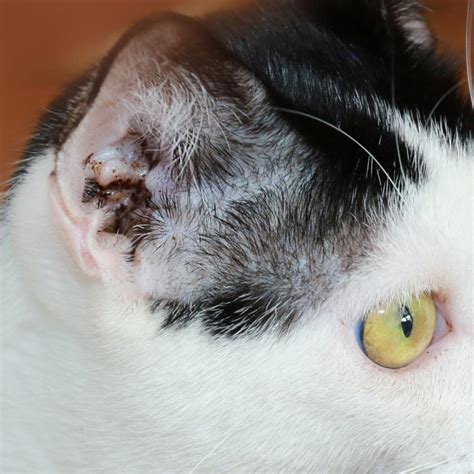 Cat Skin Problems You Shouldn’t Ignore | LoveToKnow