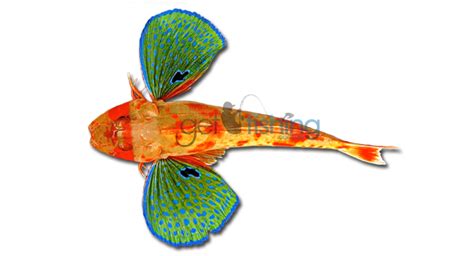 Red Gurnard | Get Fishing