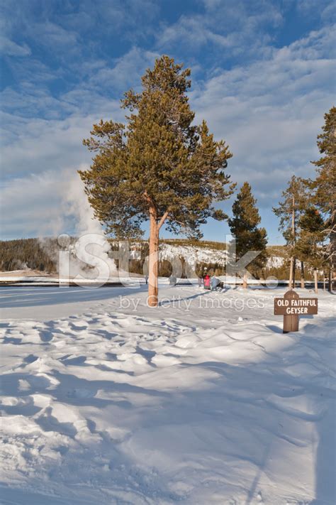 Old Faithful Geyser, Winter, Yellowstone Np Stock Photo | Royalty-Free ...