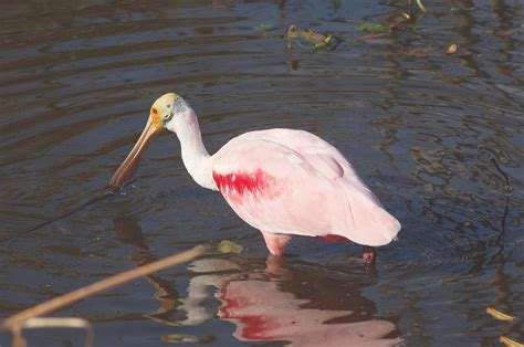 Roseate Spoonbill - Ajaia ajaja - NatureWorks