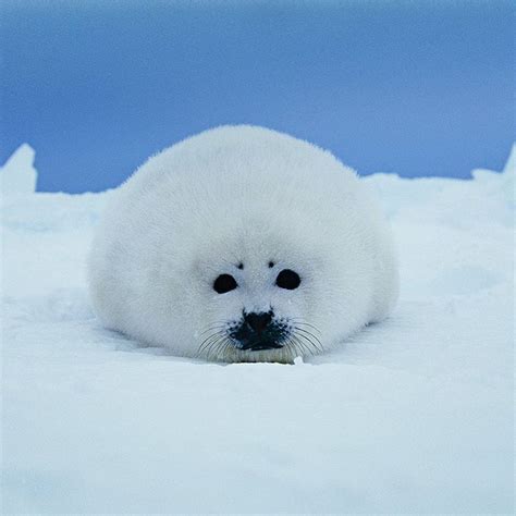 Photo by @BrianSkerry A harp seal pups rests on the ice in Canada’s ...