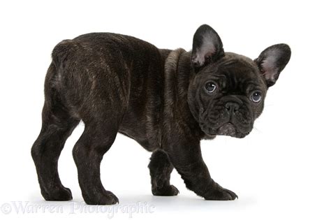 Dark brindle French Bulldog pup photo WP35755