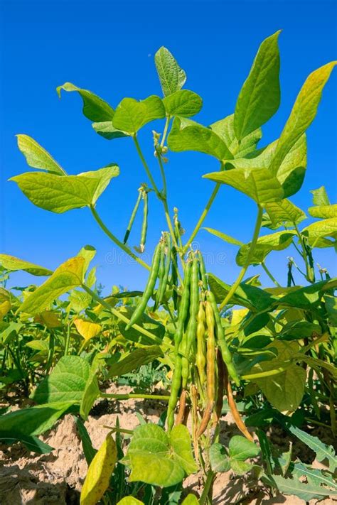 Mung bean plant stock photo. Image of farming, leaf - 195860908