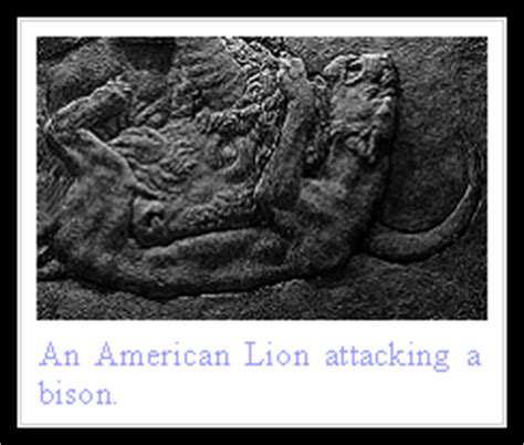 Of Cats: American Lion